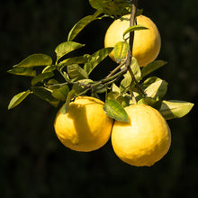 Load image into Gallery viewer, Ponderosa Lemon Tree