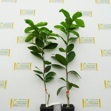 Load image into Gallery viewer, Ponderosa Lemon Tree