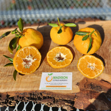 Load image into Gallery viewer, Ponkan Mandarin - Certified Citrus Budwood