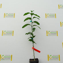 Load image into Gallery viewer, Rangpur Lime Tree