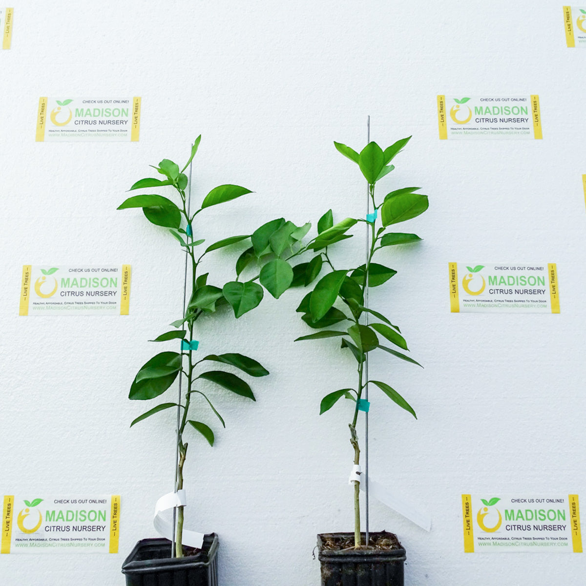 Republic of Texas Sweet Orange Trees for Sale Madison Citrus Nursery