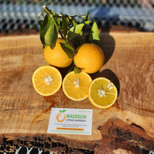 Load image into Gallery viewer, Roble - Certified Citrus Budwood