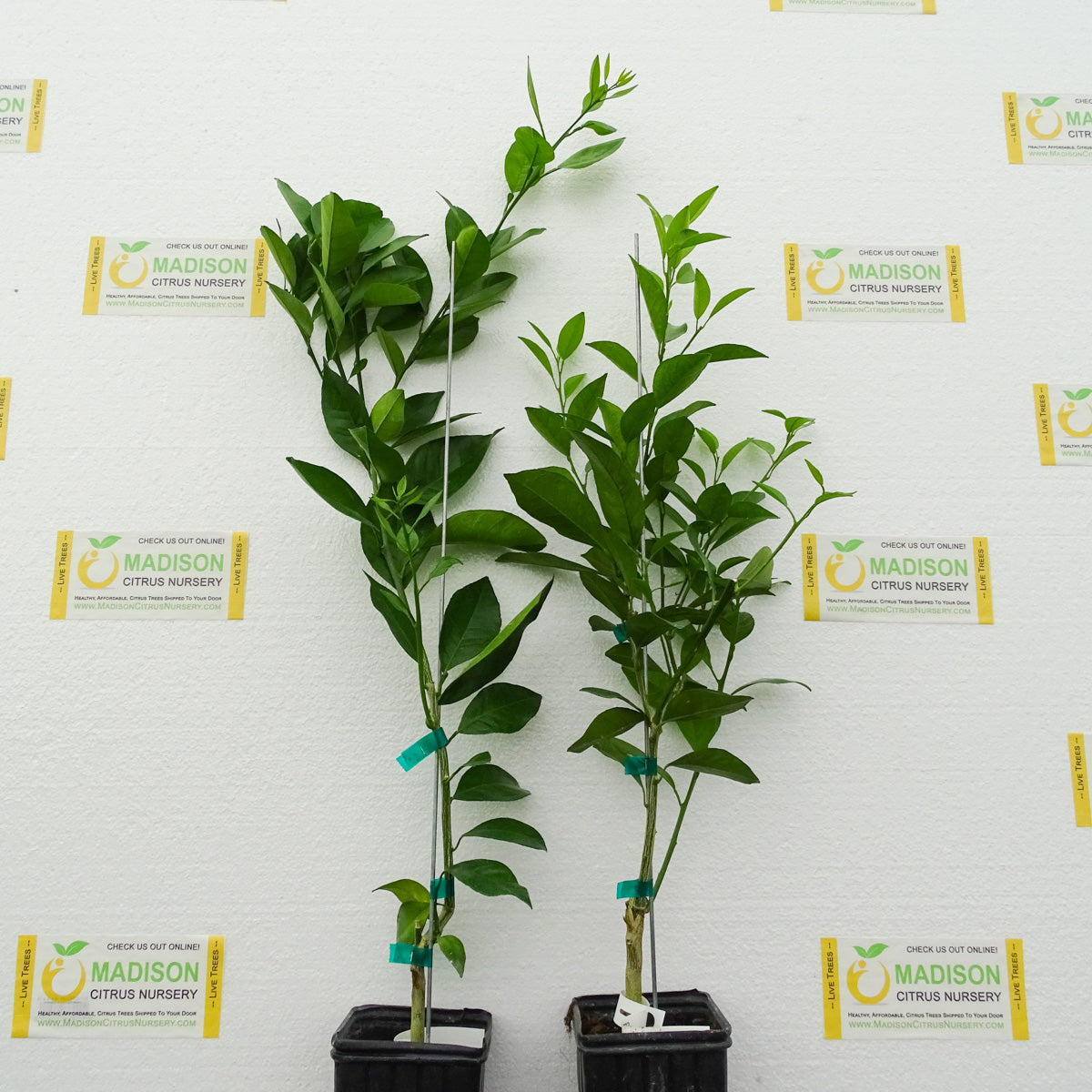 Sanguinelli Blood Orange Trees for Sale Madison Citrus Nursery