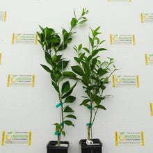 Load image into Gallery viewer, Sanguinelli Blood Orange Tree