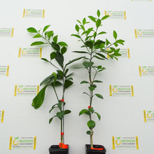 Load image into Gallery viewer, Shiranui Mandarin Tree