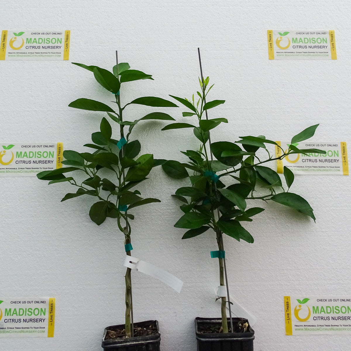 Smith Red Blood Orange Trees for Sale