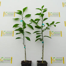 Load image into Gallery viewer, Tarocco Blood Orange Tree