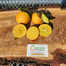 Load image into Gallery viewer, US-119 Orange - Certified Citrus Budwood