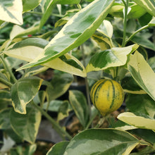 Load image into Gallery viewer, Variegated Minneola Tree