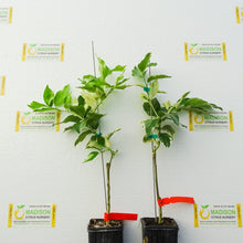 Load image into Gallery viewer, Variegated Pink Lemon Tree