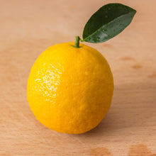 Load image into Gallery viewer, Volkamer Lemon Tree