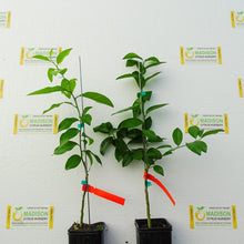 Load image into Gallery viewer, Volkamer Lemon Tree