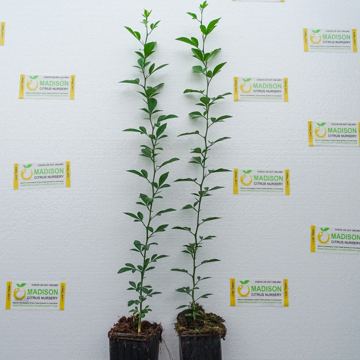 X639 Citrus Rootstock for Sale Madison