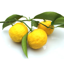 Load image into Gallery viewer, Yuzu Lemon Tree