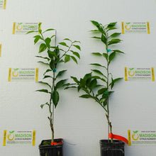 Load image into Gallery viewer, Yuzu Lemon Tree