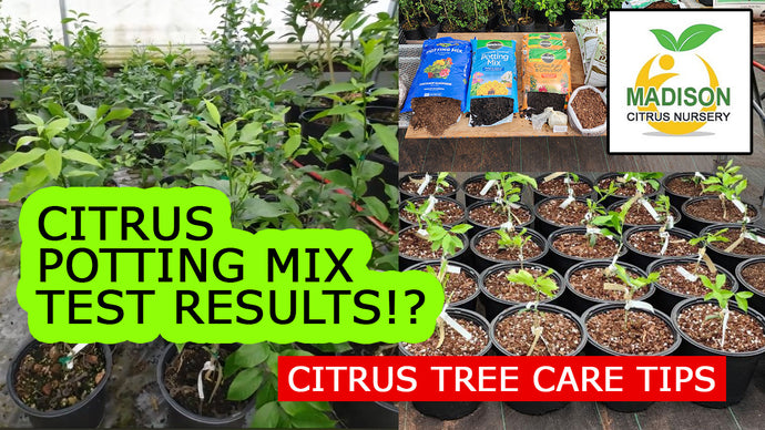 Citrus Potting Mix Test Pt. 2 - 8 months later with results and our thoughts on them!