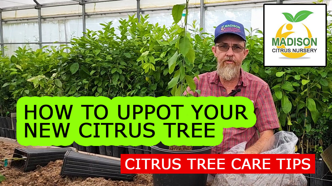 The Best Way To Up Pot Your Citrus Trees From Madison Citrus Nursery