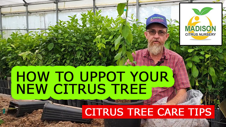 The best way to up pot your citrus trees from Madison Citrus Nursery