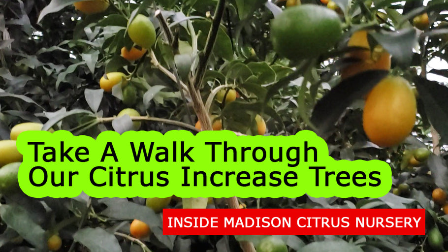A quick walk through the Madison Citrus Nursery increase house
