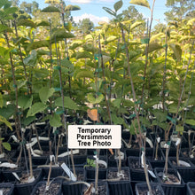 Load image into Gallery viewer, 100-46 Persimmon Tree
