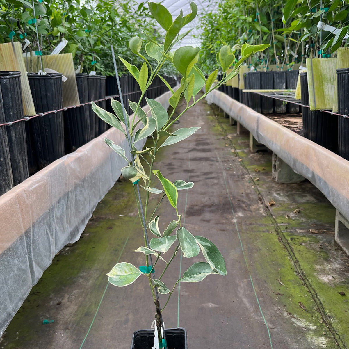Variegated Cara Cara Navel Orange Trees for Sale Madison Citrus Nursery