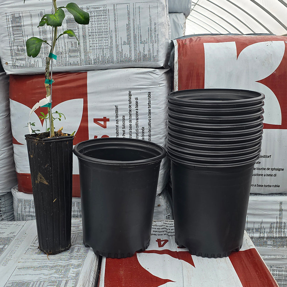 gallon plant pot Nursery Pots, Tree Pots, Citri Pots for sale- Madison Citrus Nursery