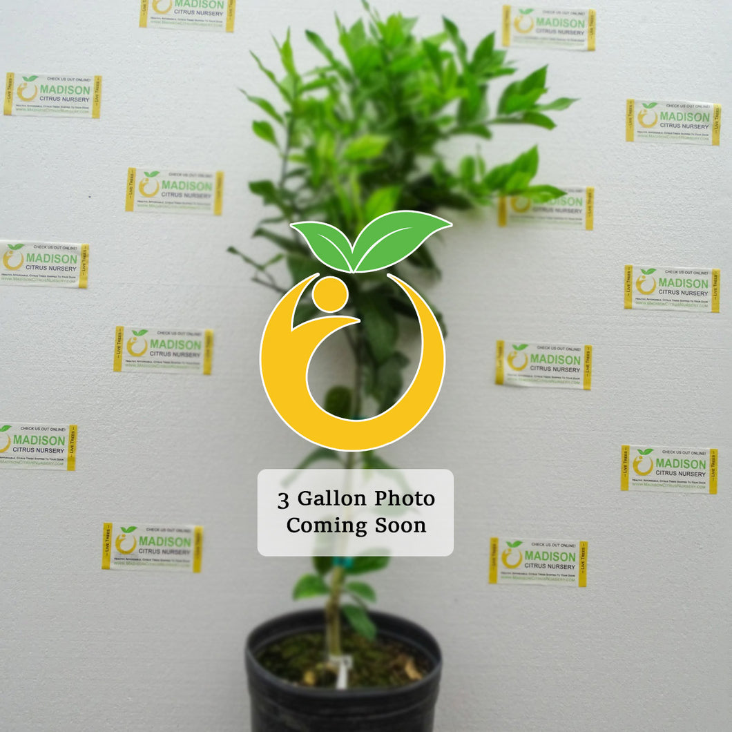 Clem x Yuzu Tangerine Tree