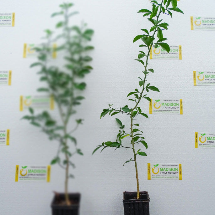 942 Citrus Rootstock for Sale Madison