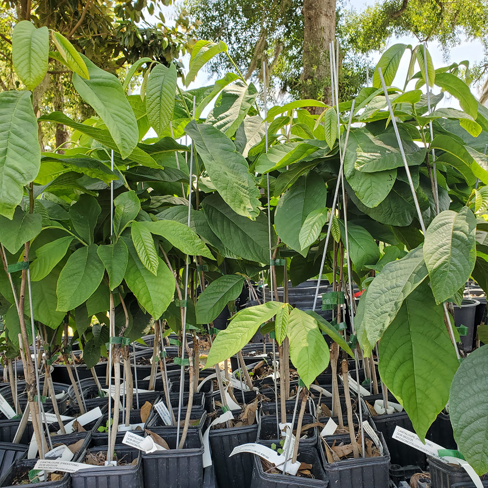 Grafted Cantaloupe Pawpaw Tree For Sale - Madison Citrus Nursery