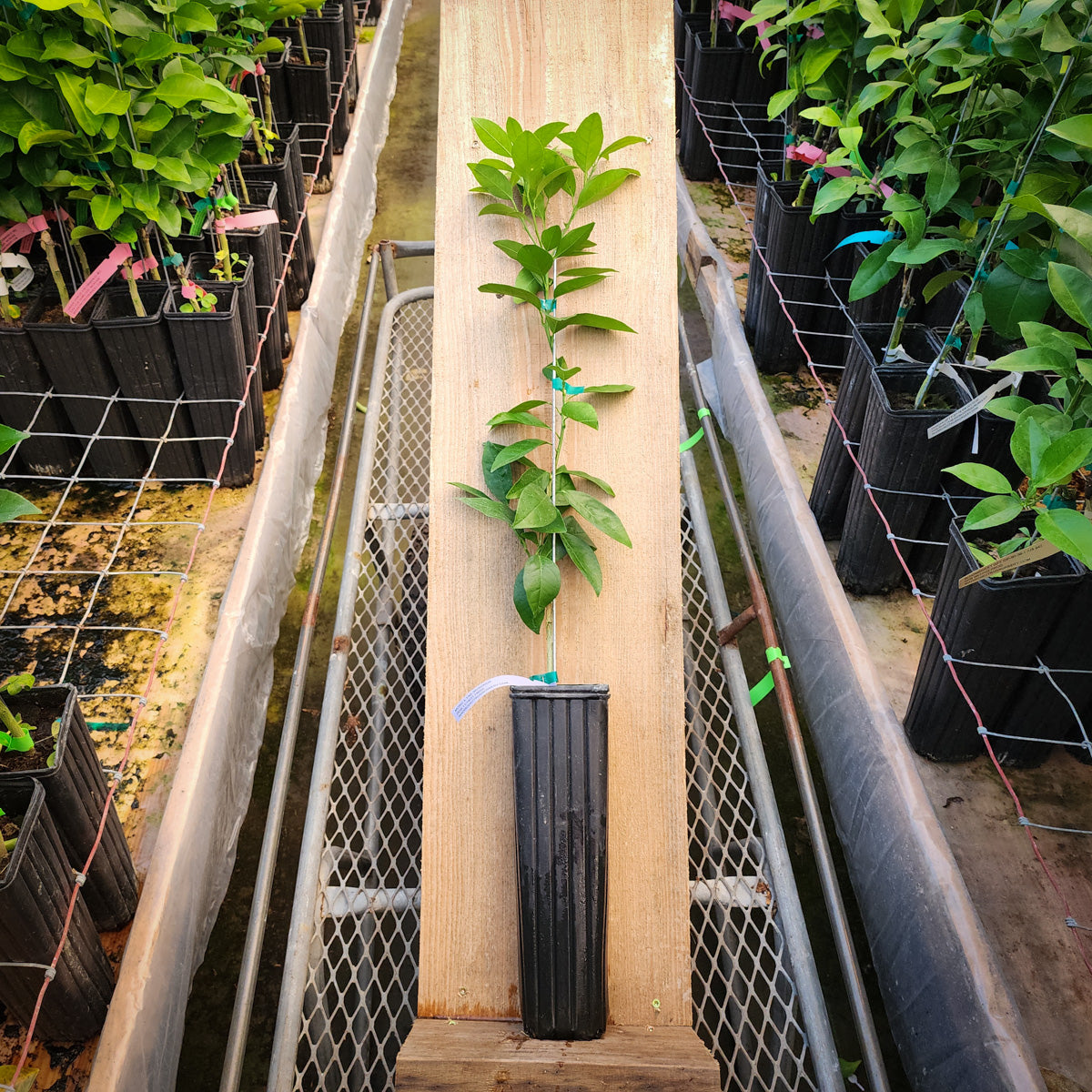Dwarf Citrus Trees – Tagged 