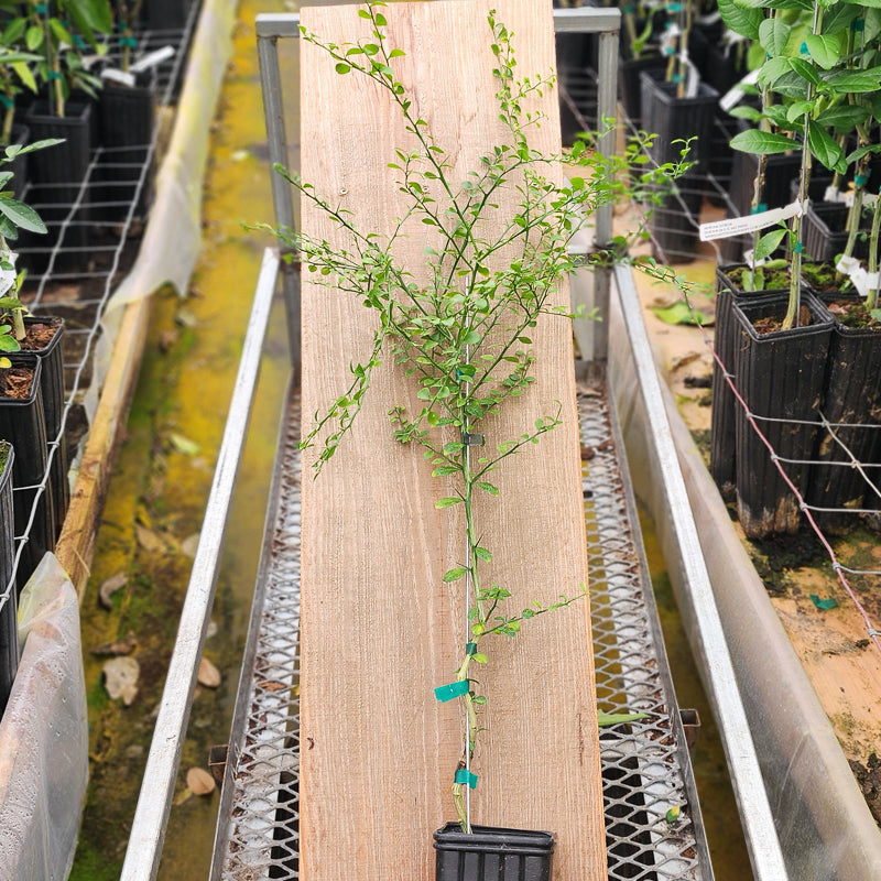 Australian Red Pulp Finger Lime Trees for Sale