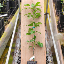 Load image into Gallery viewer, Bergamot Sour Orange Tree
