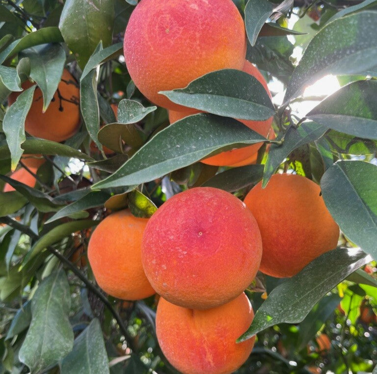 Boukhobza Blood Orange Trees for Sale