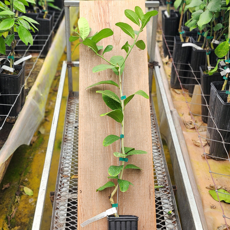 Buddhas Hand Citron Trees for Sale