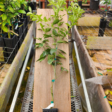 Load image into Gallery viewer, Centennial Kumquat Tree
