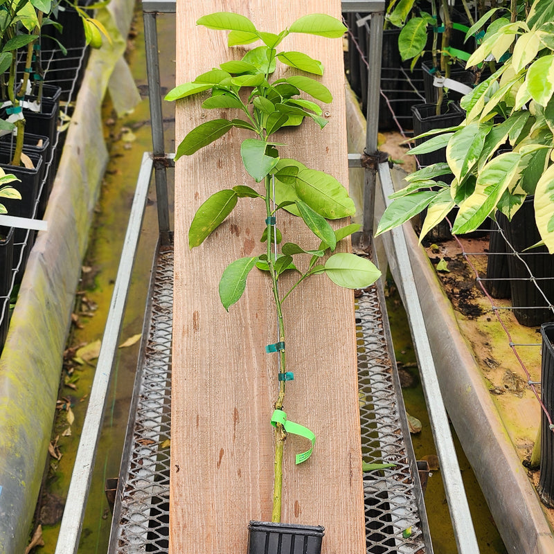 Chinese Pummelo Tree