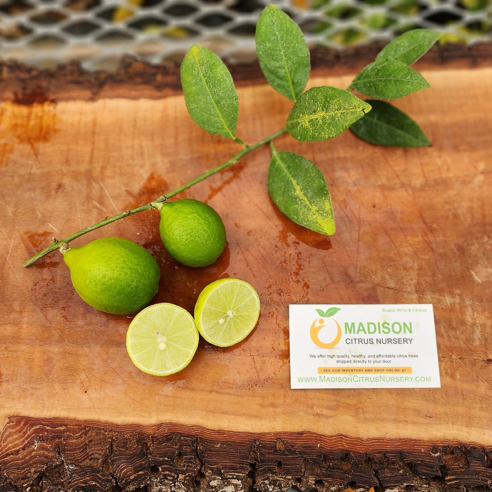 Chulo Key Lime Trees for Sale - MadisonCitrusNursery.com – Madison ...