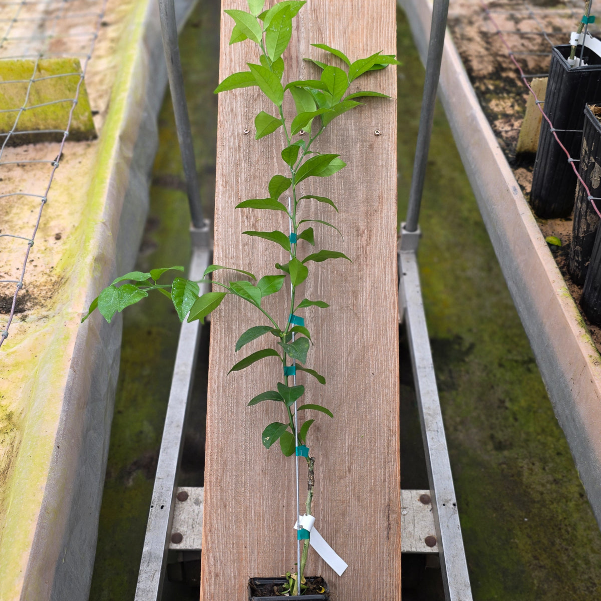 Citrus Sunki Trees for Sale - MadisonCitrusNursery.com – Madison Citrus ...