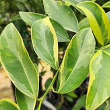 Load image into Gallery viewer, Centennial Kumquat Tree
