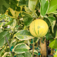 Load image into Gallery viewer, Variegated Sour Orange Tree
