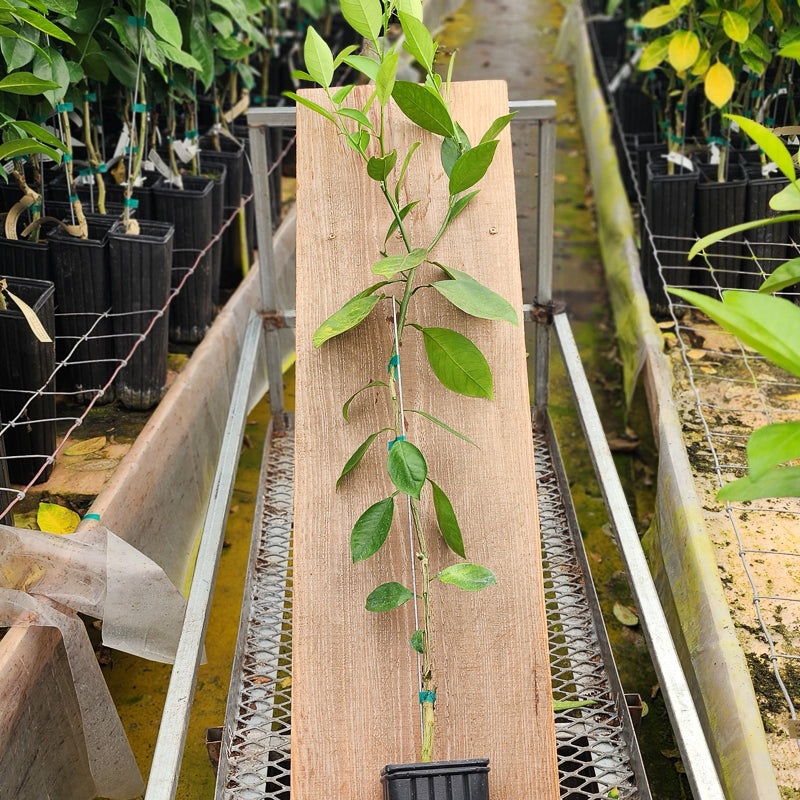 Cluster Navel Orange Tree