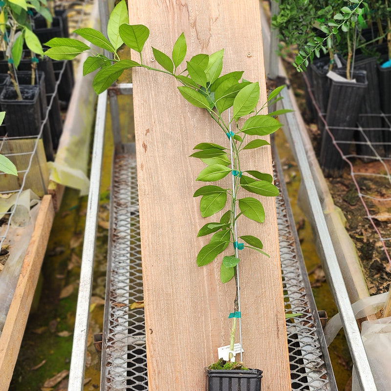 Dobashi Beni Satsuma Mandarin Tree