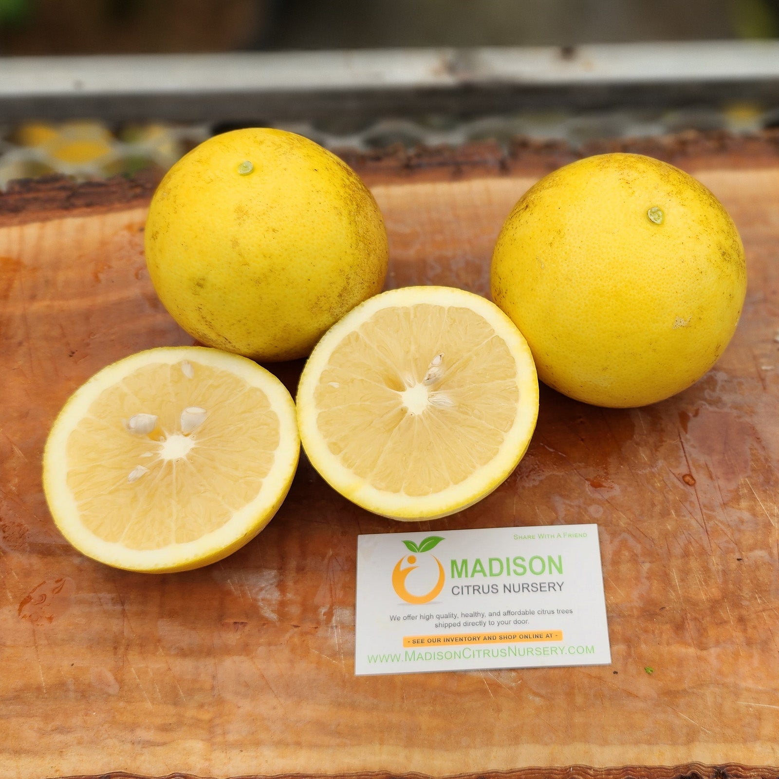 Genetic Dwarf Grapefruit Tree For Sale - MadisonCitrusNursery.com ...