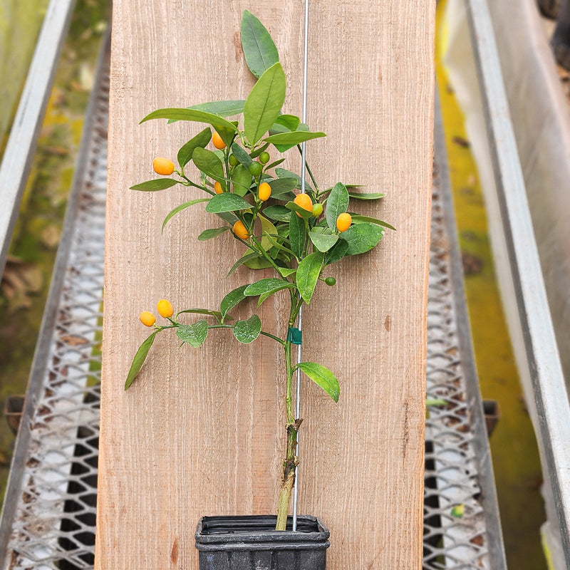 Hong Kong Kumquat Tree