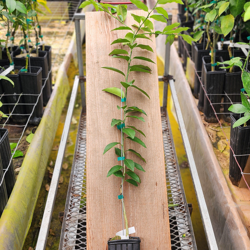Lakeland Limequat Trees for Sale - MadisonCitrusNursery.com