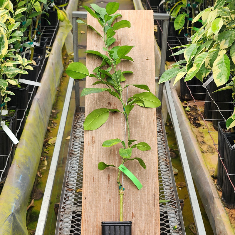 Pummel Tree Large Pink Pummelo Trees for Sale - MadisonCitrusNursery.com – Madison ...