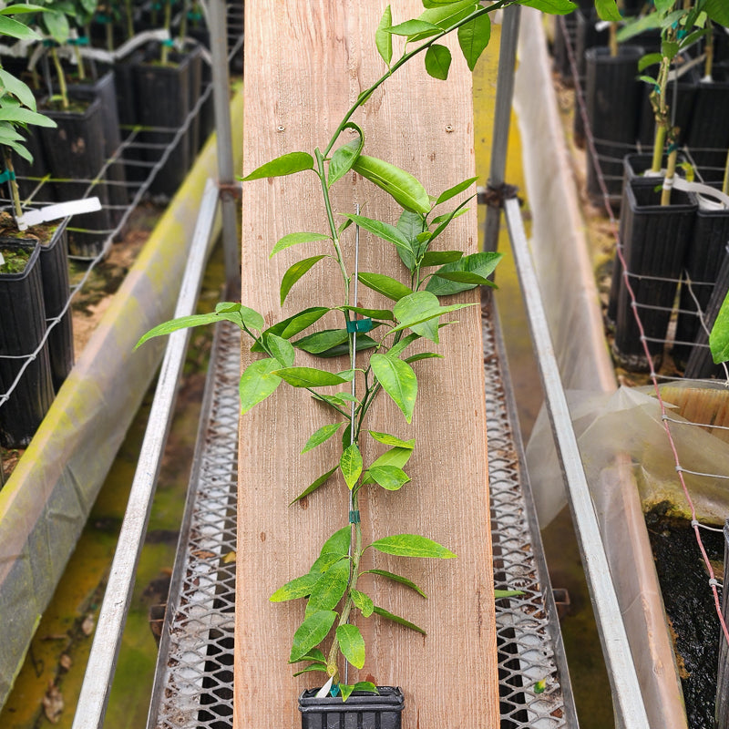 Long Fruit Kumquat Tree