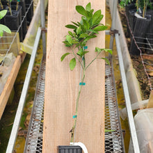 Load image into Gallery viewer, Louisiana Early Satsuma Tree
