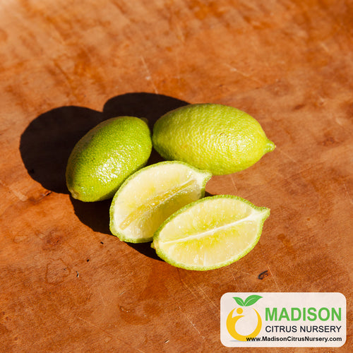 Lime Size All Our Citrus Tree Varieties – Page 3 – Madison Citrus Nursery