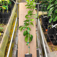 Load image into Gallery viewer, Marsh Grapefruit Tree
